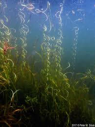 Image result for Vallisneria