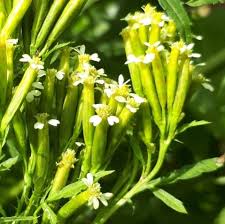 Image result for Tagetes minuta