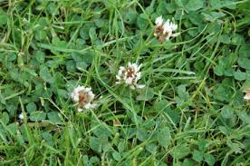 With its round leaves and white flowers, daisies. How To Identify Weeds In Your Lawn With Photos And Descriptions