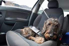 In teppichen, polstern und auf sämtlichen oberflächen im haushalt lagern sich staub und verschmutzungen ab. Polsterreiniger Test Vergleich 2021 Beste Polsterreiniger