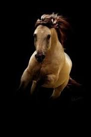 Buckskin quarter horse running on pasturage stock image. Horse Running Buckskin Horses Pretty Horses Quarter Horse