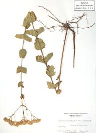 Image result for Platostoma rotundifolium