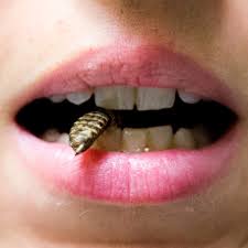 Les Petites Betes Qui Montent Qui Montent Qui Montent Oui Le Magazine De La Ruche Qui Dit Oui