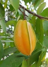 Its flavor is bright, crisp and fresh…it represents all the qualities that we strive for through each of the products that we create and offer here at cafe carambola. Beneficios Del Carambolo