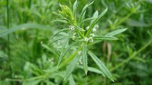 Image result for Galium stenophyllum