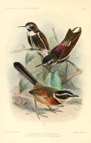 V 4 1897 Novitates Zoologicae Biodiversity Heritage Library