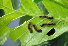 Many of the control methods need to be started when the caterpillar is still small and before they do much damage to trees. Gypsy Moth Caterpillars Are Causing Serious Skin Irritations How To Treat Gypsy Moth Caterpillar Rash