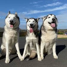 Dog 上的釘圖