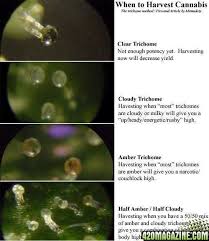 Pictures On When To Harvest Trichome Colours 420 Magazine