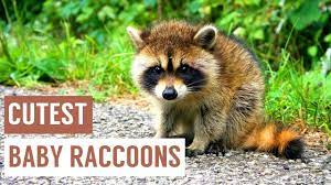 What can baby raccoons eat. Baby Raccoon Eating And Swimming Compilation Youtube