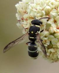 Maybe you would like to learn more about one of these? Little Black Wasp With Yellow Stripes And Spots Bugguide Net