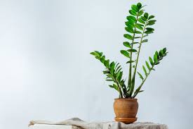 Image result for Zamiokulkas Zamioculcas