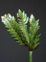 Image result for Tristachya