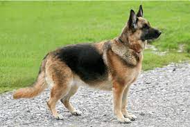 Schäferhund — der schäferhund , e ( mittelstufe ) ursprünglich zum hüten und treiben der schafherde eingesetzter hirtenhund beispiel: Deutscher Schaferhund Haustierratgeber De