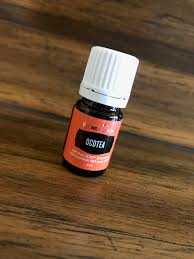 Image result for Ocotea