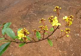 Image result for Acridocarpus chloropterus