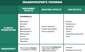 Image result for Cholinergic Toxicity