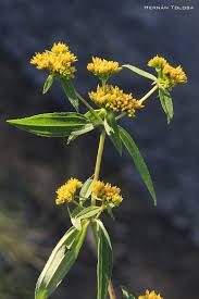 Image result for Flaveria bidentis