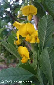 Image result for Crotalaria oocarpa