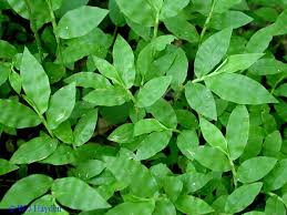 Image result for Oplismenus