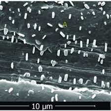 It was named innocua (innocuous) because as opposed to pathogenic listeria monocytogenes, l. Sem Image Mag 10 000 Of Listeria Innocua On Apple Skin Bacteria Download Scientific Diagram