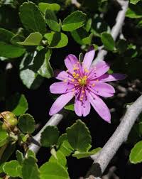 Image result for Grewia pachycalyx