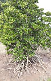 Image result for Rhizophora mucronata