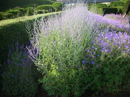 Image result for perovskia atriplicifolia 'little spire'