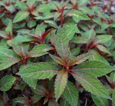 Image result for Impatiens irvingii