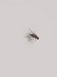 Wie viele mücken können ohne blut leben? Kleine Fliegen In Der Wohnung Welche Insekten Sind Das Schadlinge Ungezieferbekampfung Schaedlinge Im Haus