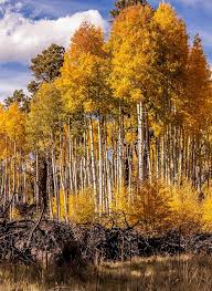 Image result for Prairie Gold