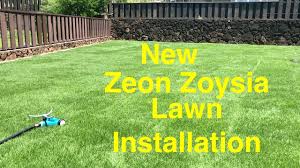 * this grass doesn't like long dry periods. Newly Installed Zeon Zoysia Lawn In Moanalua Youtube