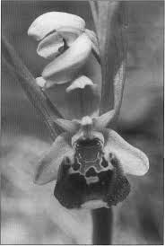 Image result for Polystachya songaniensis