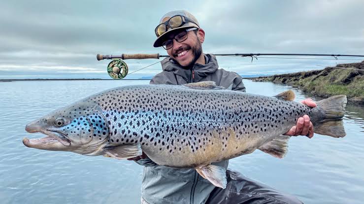 Icelandic Sea Trout | Fish-nation.com