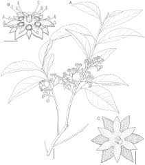 Image result for Bivinia jalbertii