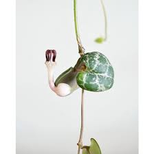Image result for Ceropegia papillata