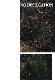 Image result for Xerophyta equisetoides