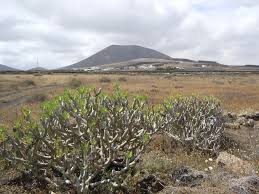 Image result for Kleinia grantii