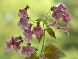 Image result for Kohleria