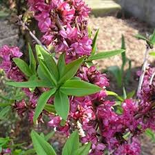 Image result for Daphne mezereum