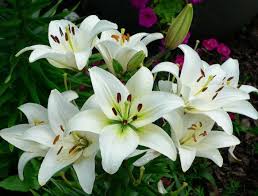 Membuat gambar unik menggunakan kaleng rokok. Daftar Nama Bunga Gambar Bunga Cantik Indah Unik Dan Langka Lengkap Dengan Penjelasannya Kumpulan Mac Night Blooming Flowers Lily Flower Blooming Flowers