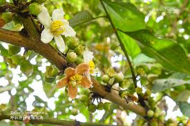 Image result for Bellucia pentamera