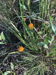 Image result for Polygala luteoviridis
