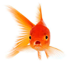 Image result for site:byggahus.se mygg