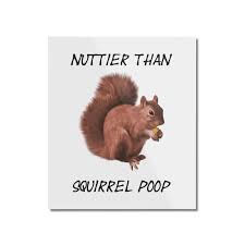 Image result for squirrel poop