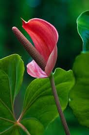 Pin On Flower Power
