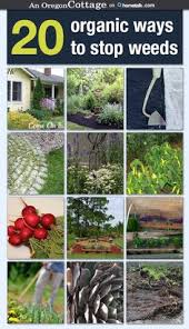 Another option is to lay a plastic or thick layer of organic mulch between the rows of vegetables. Weed Control Etc