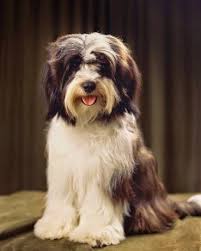 The Other Friends January 2015 Tibetan Terrier Terrier Dog Breeds Terrier