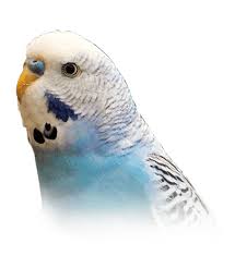 Budgie Parakeet Personality Food Care Pet Birds By