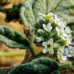 Image result for Heliotropium supinum